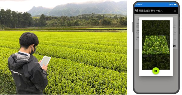 伊藤園と富士通、AI画像解析による茶葉の摘採時期判断技術を開発